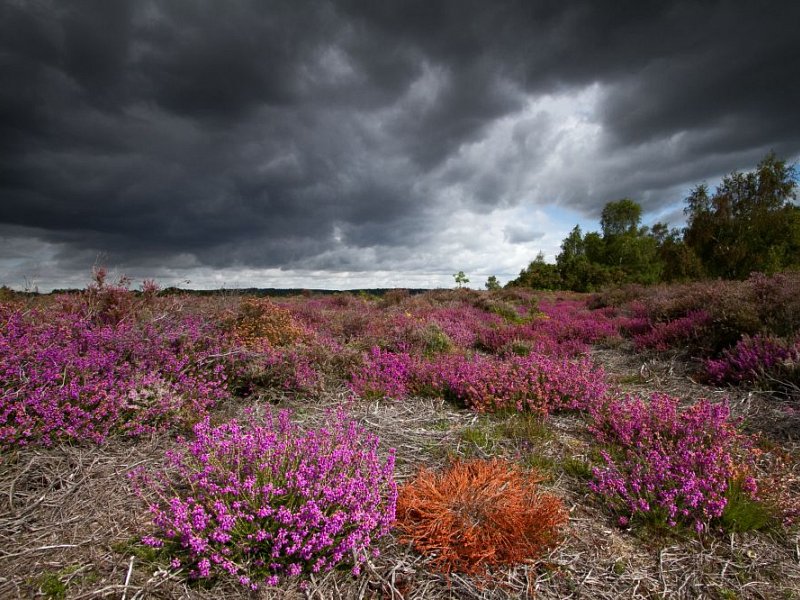 Heathland Fire at Iping Common